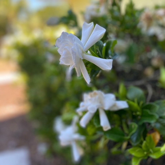 Meet your Posher, Rynn - Picture 1 of 1